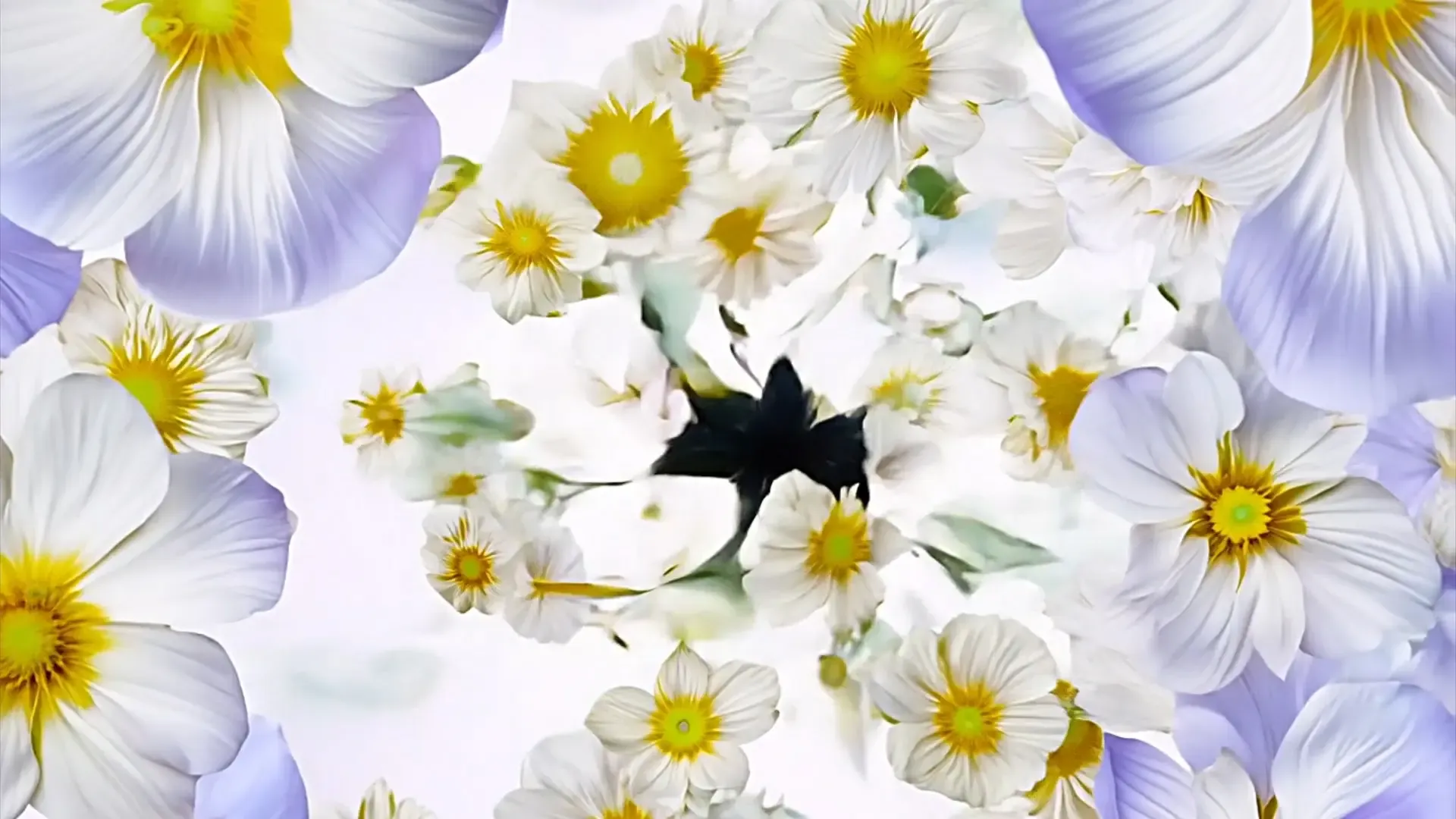 Gentle Floral Drift Transition for Beauty Cosmetic Product Advertisements